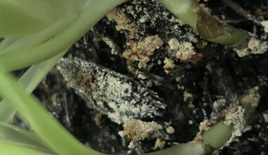 Ist das bloß Kalk von relativ hartem Wasser oder fehlt der Erde was?