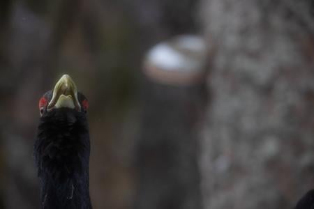 Slovakia failed to protect the capercaillie, EU court rules