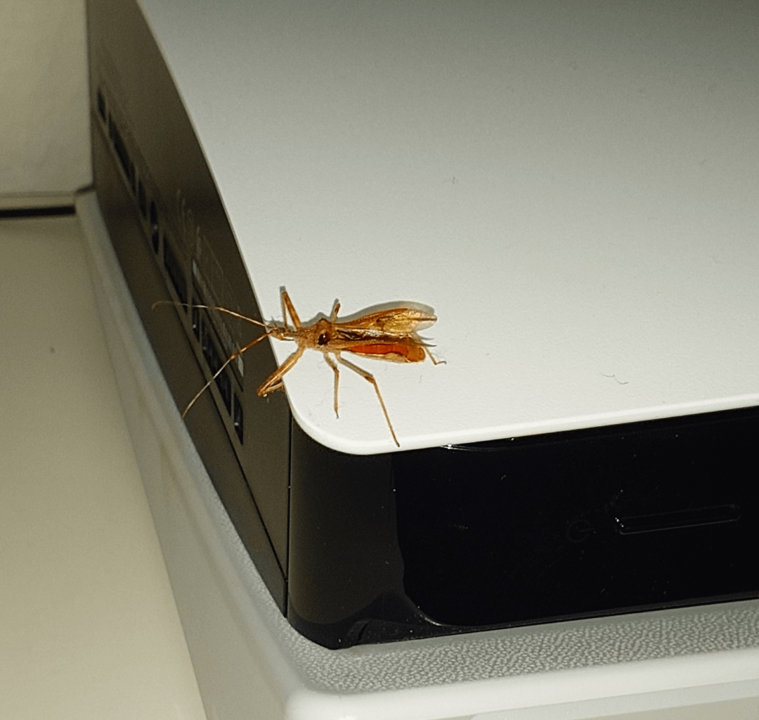 Was ist mir denn hier in die Bude gekrabbelt?