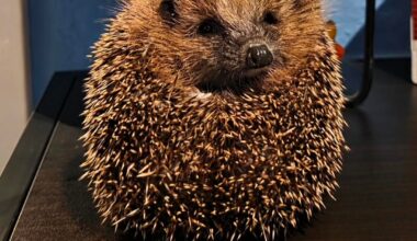 Igor der Igel erfolgreich aufgepäppelt