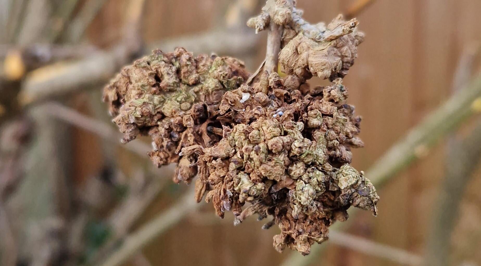 Forsythie hat Krebs!