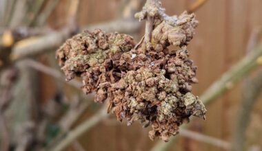 Forsythie hat Krebs!