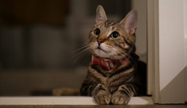 8 kittens die of H5N1 bird flu in the Netherlands