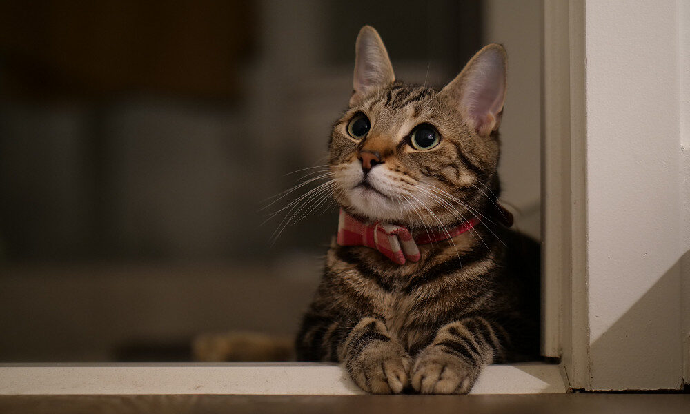 8 kittens die of H5N1 bird flu in the Netherlands