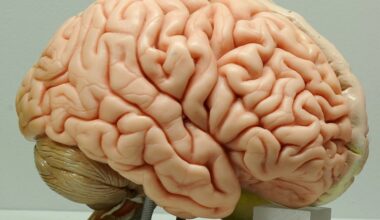 Le cerveau pourra être cartographié avec une meilleure résolution