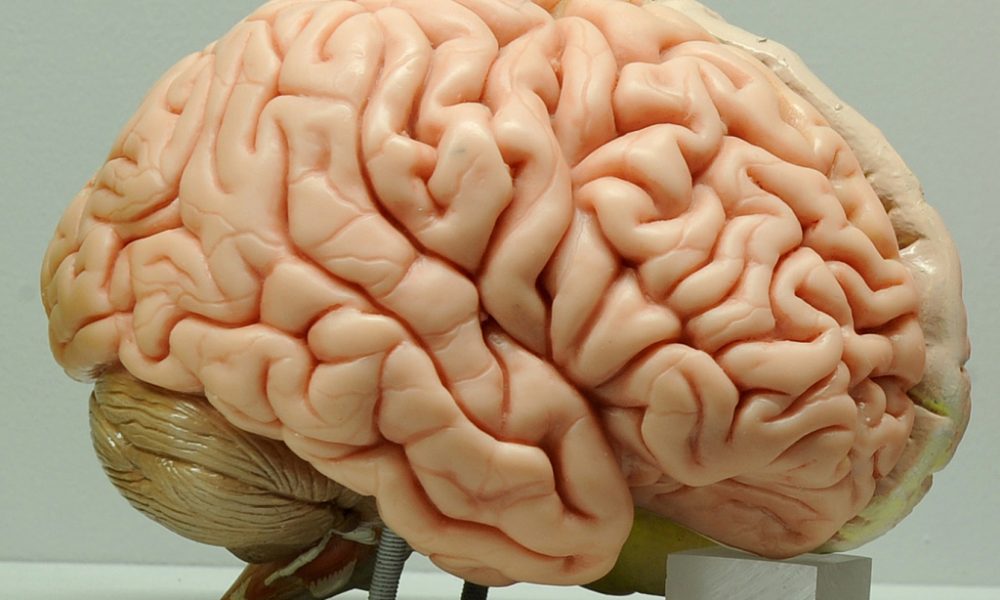 Le cerveau pourra être cartographié avec une meilleure résolution