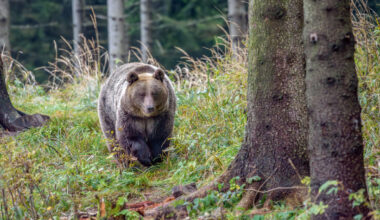 Lācis Latvijā nav medījams! Sods būs bargs!