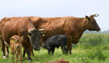 Which standards are to be dropped • Table.Briefings