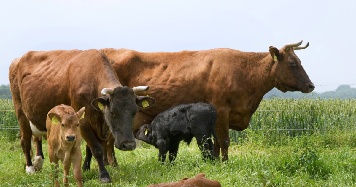 Which standards are to be dropped • Table.Briefings