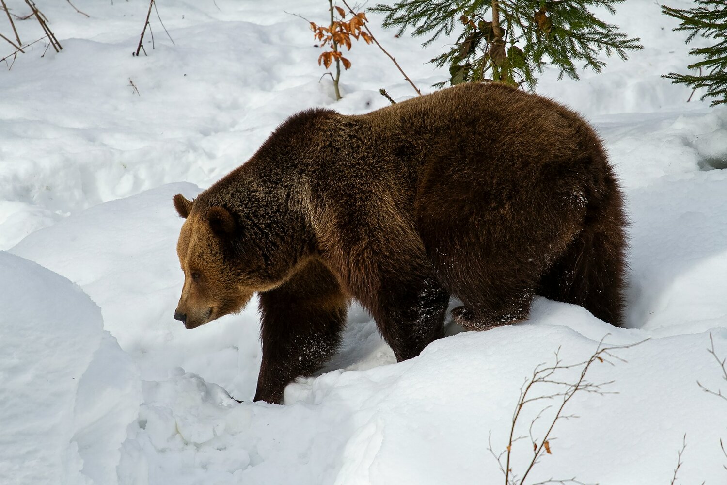 How Bears Teach Us to Adapt in a Changing Climate