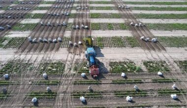 prezzo già fissato per semina 2026