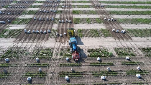 prezzo già fissato per semina 2026