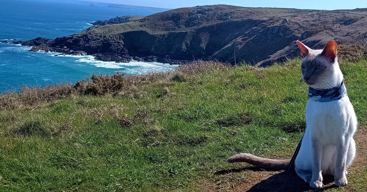 Felix the Blue Eyed Cat in Cornwall in travels across Europe