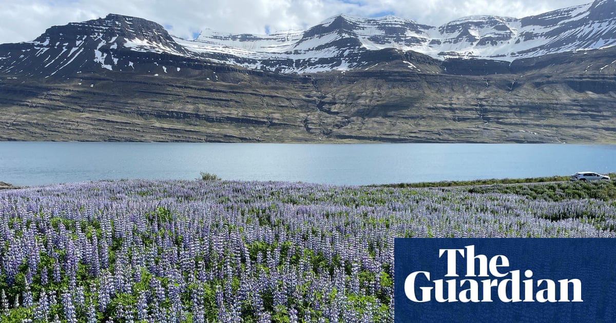 How an invasion of purple flowers made Iceland an Instagram paradise – and caused a biodiversity crisis | Wild flowers