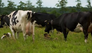 Vaccinatieverbod IBR in België uitgesteld tot 1 november 2027