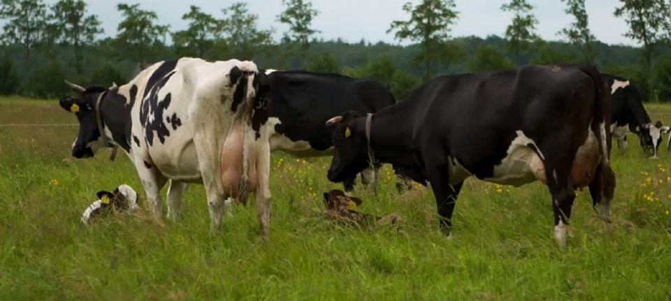 Vaccinatieverbod IBR in België uitgesteld tot 1 november 2027