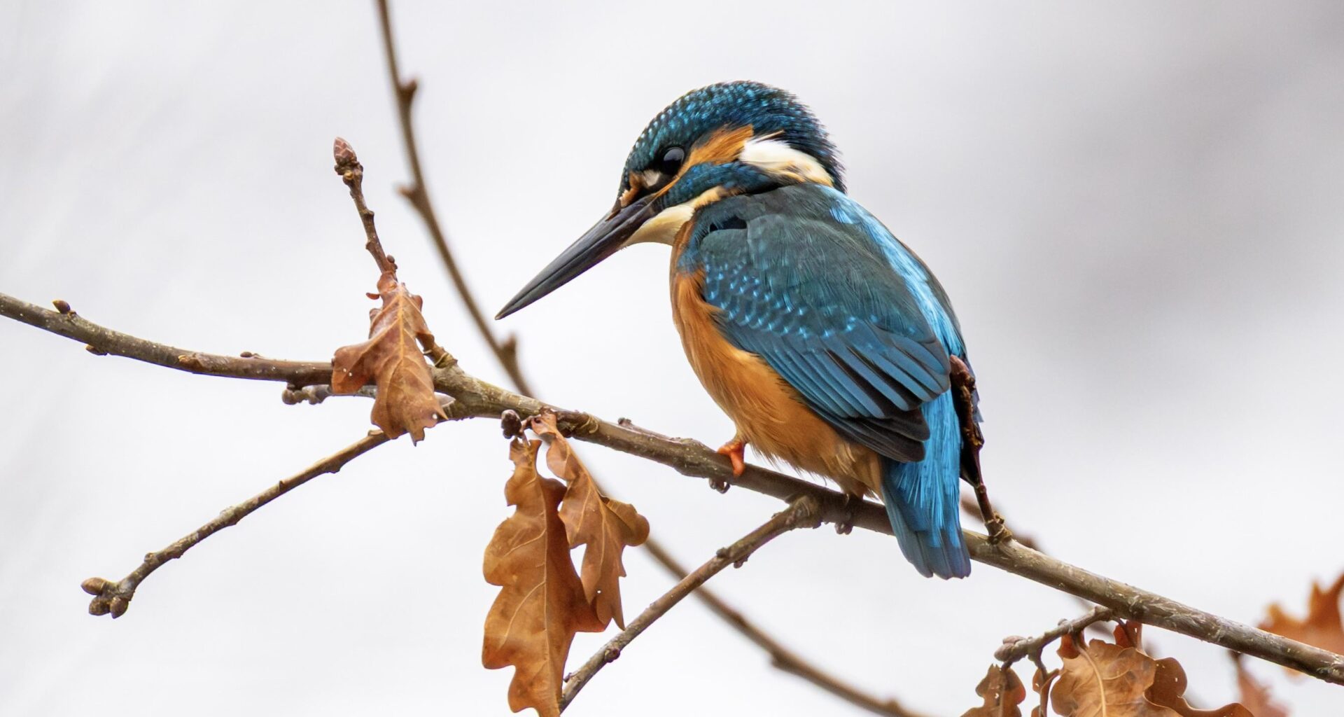 Der wunderschöne Eisvogel
