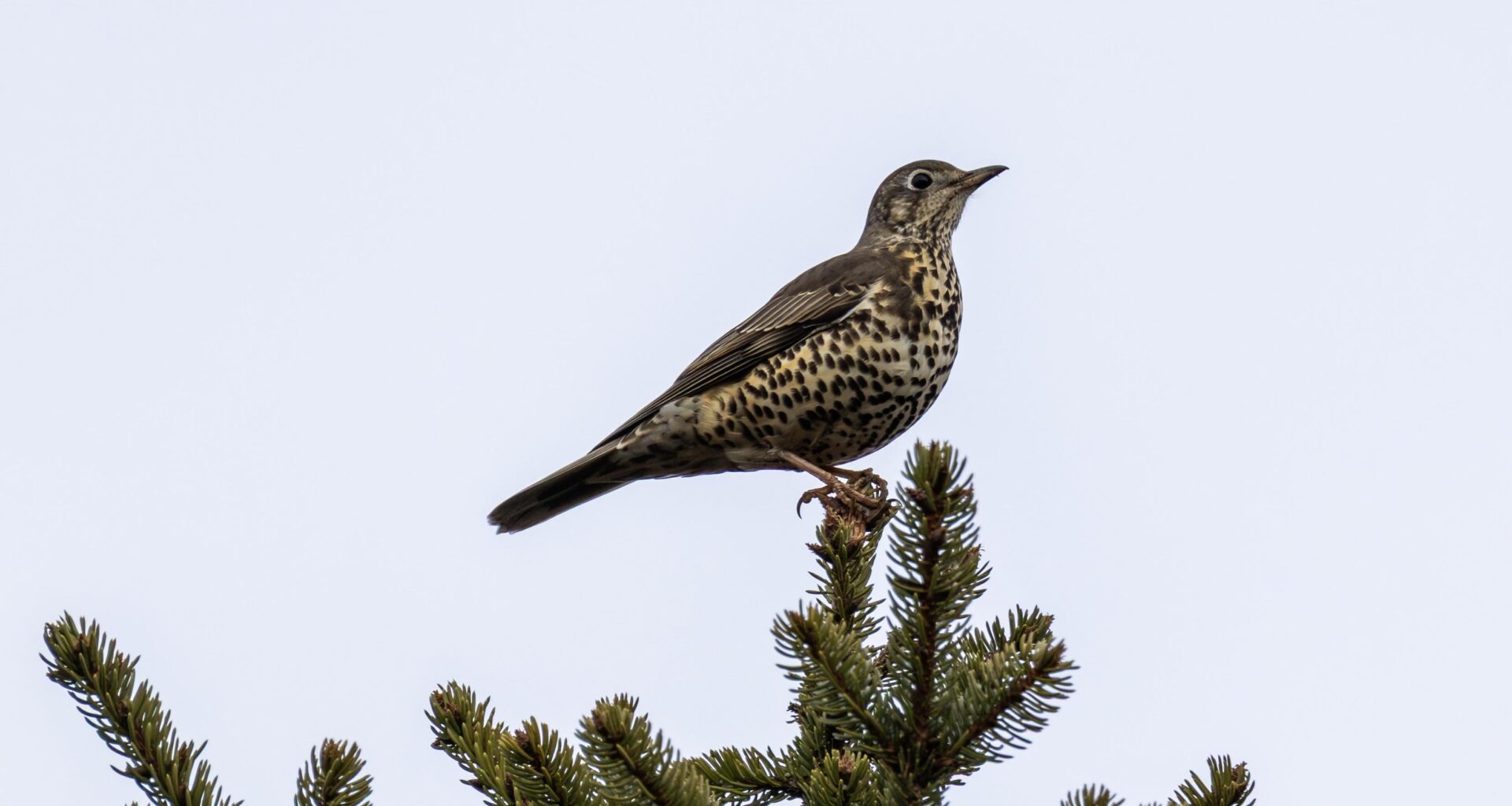 Misteldrossel zwischen Himmel und Wald