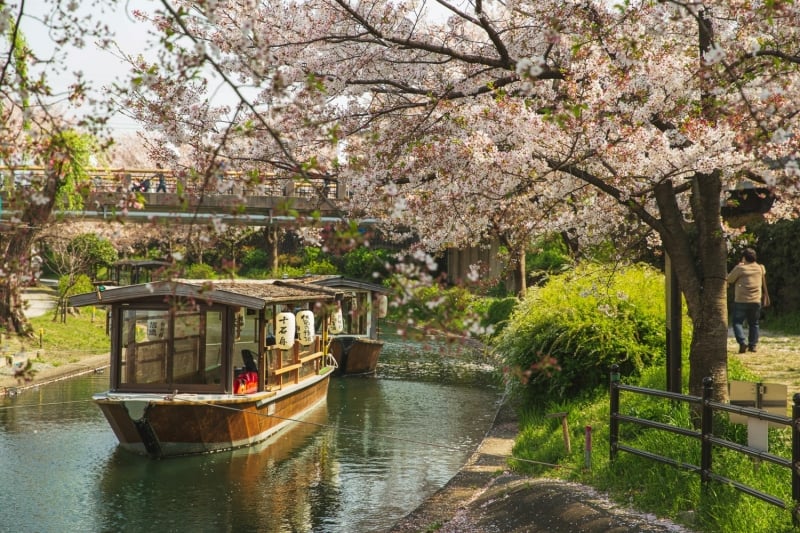japan cherry blossom 2026