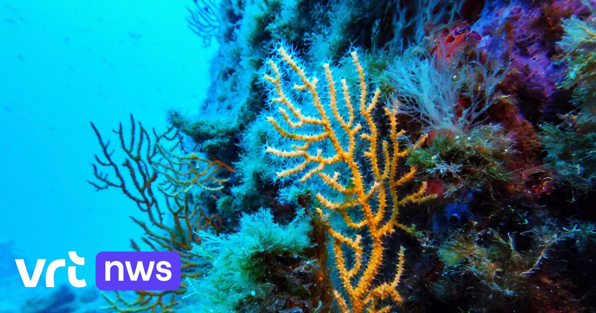 La Belgique se porte candidate à accueillir le siège du Traité de la haute mer