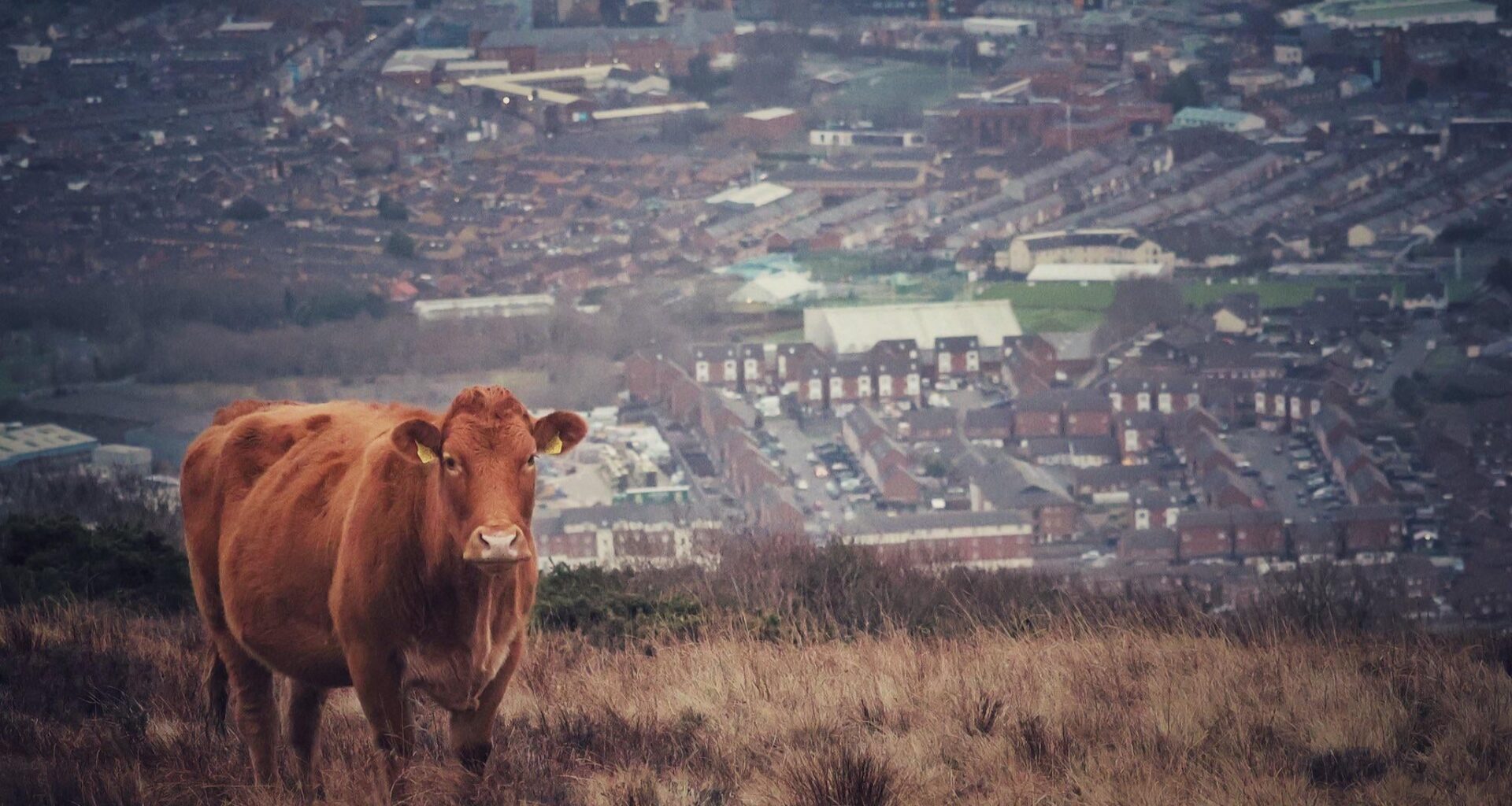 Belfast Cow