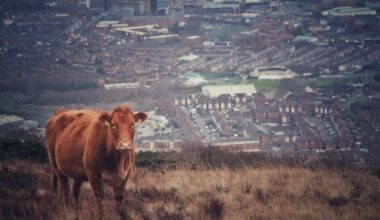 Belfast Cow