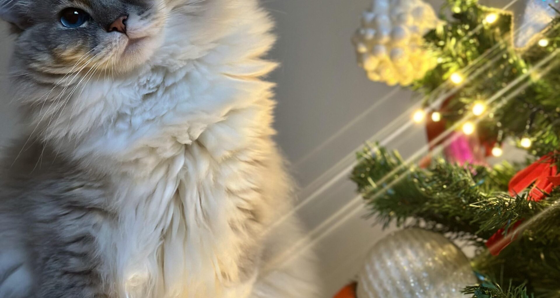 Pánko Vám všetkým praje šťastné a veselé