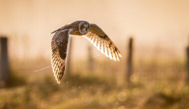 Short eared owls hunting at sunset yesterday evening