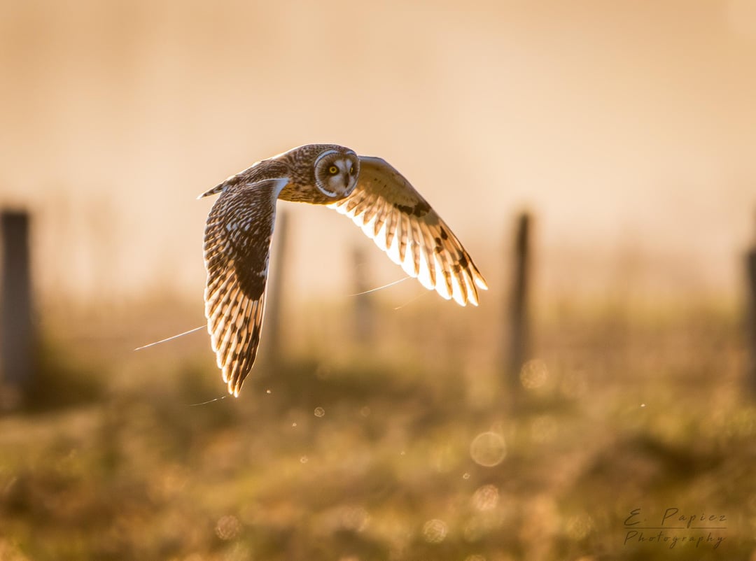 Short eared owls hunting at sunset yesterday evening
