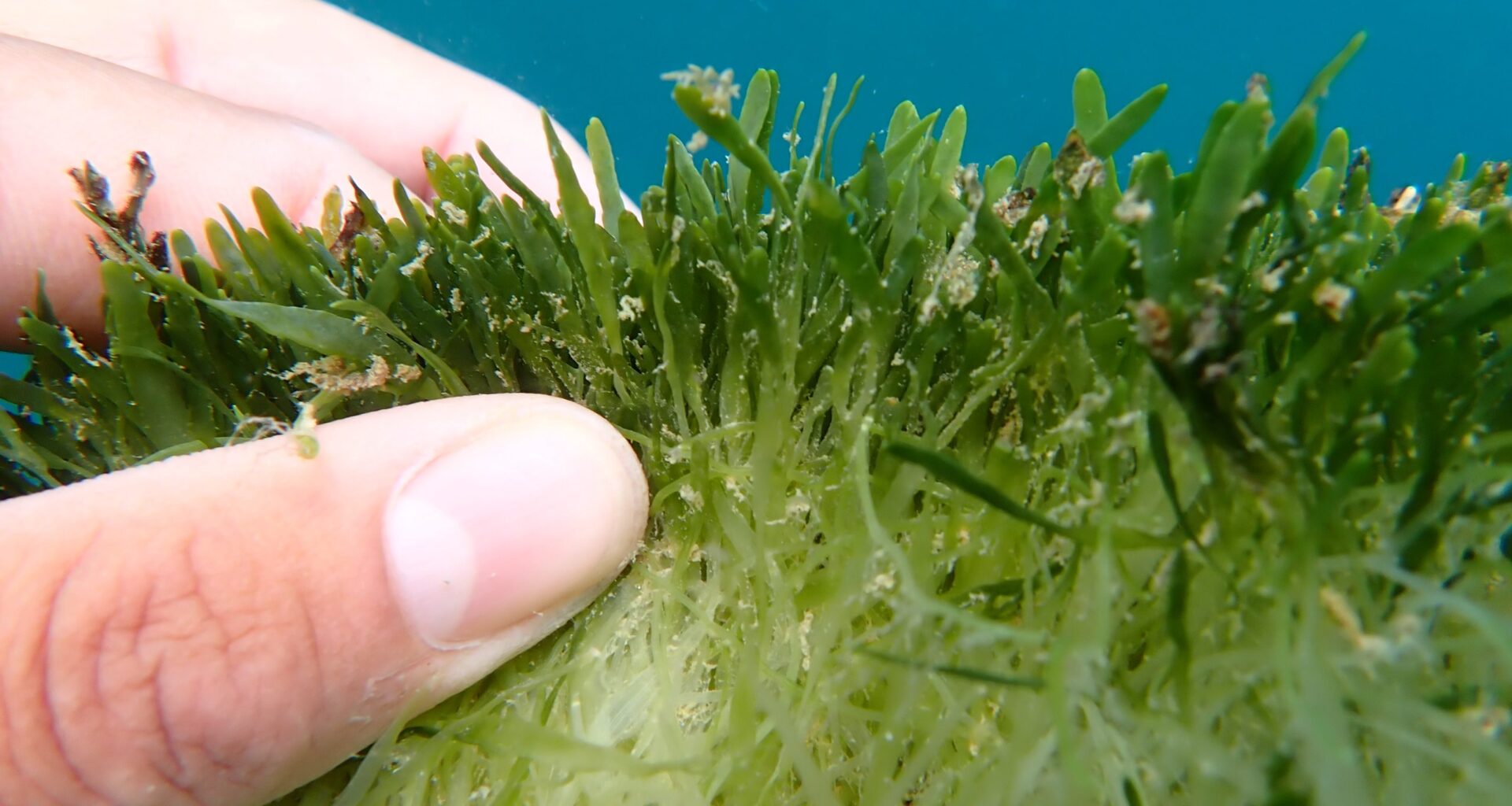 Stopping the spread: Exotic caulerpa threatens our seas