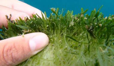 Stopping the spread: Exotic caulerpa threatens our seas