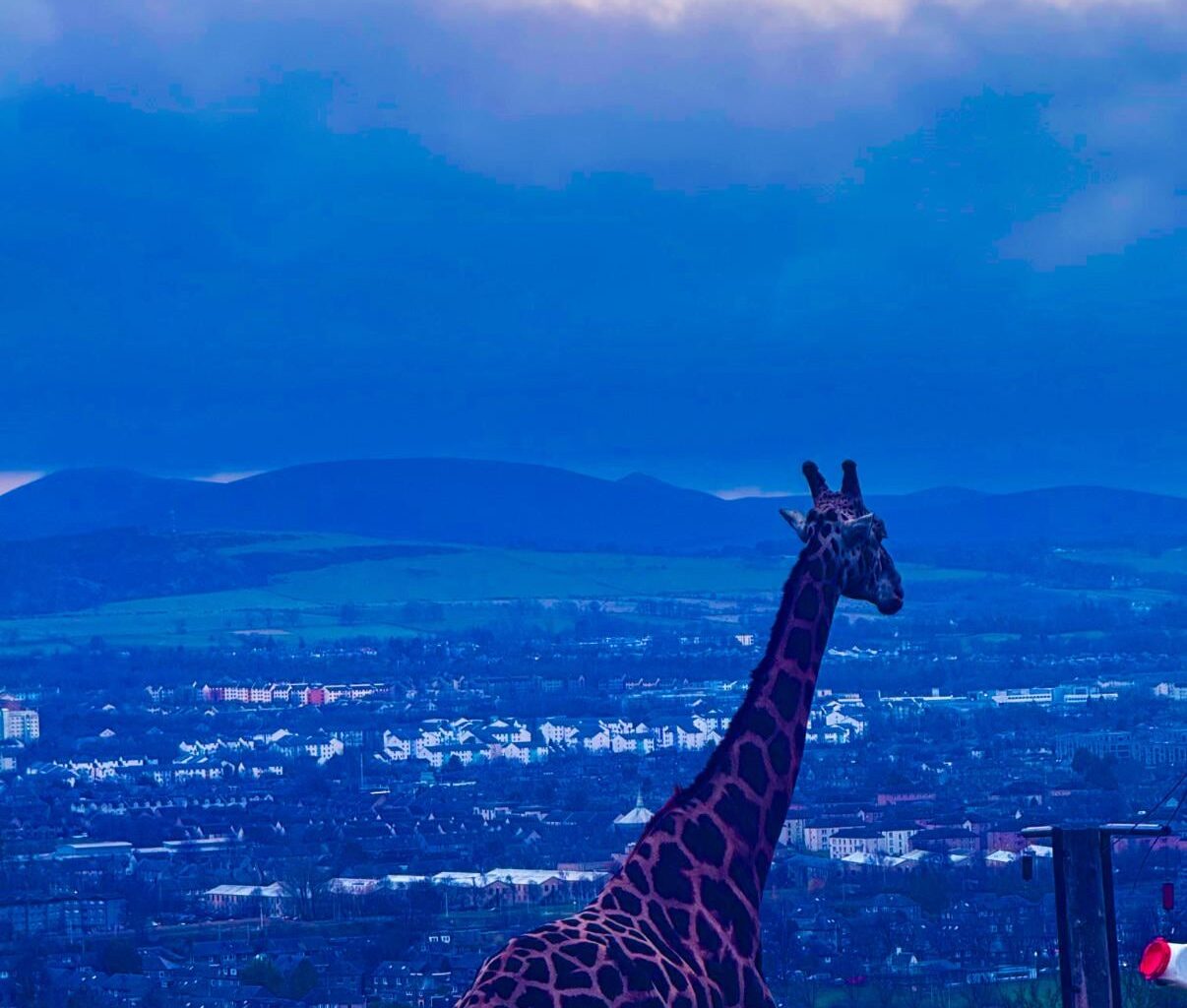 🦒 in Edinburgh Zoo