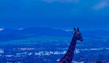 🦒 in Edinburgh Zoo