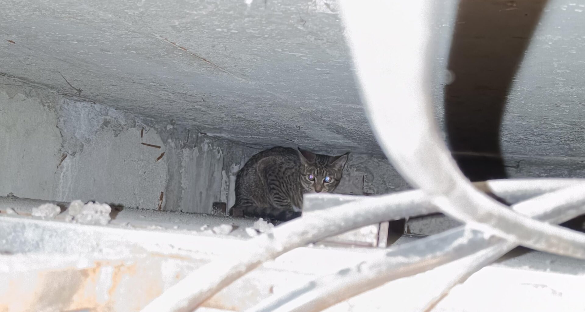 Kocour ve stupačkach UPDATE