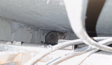 Kocour ve stupačkach UPDATE