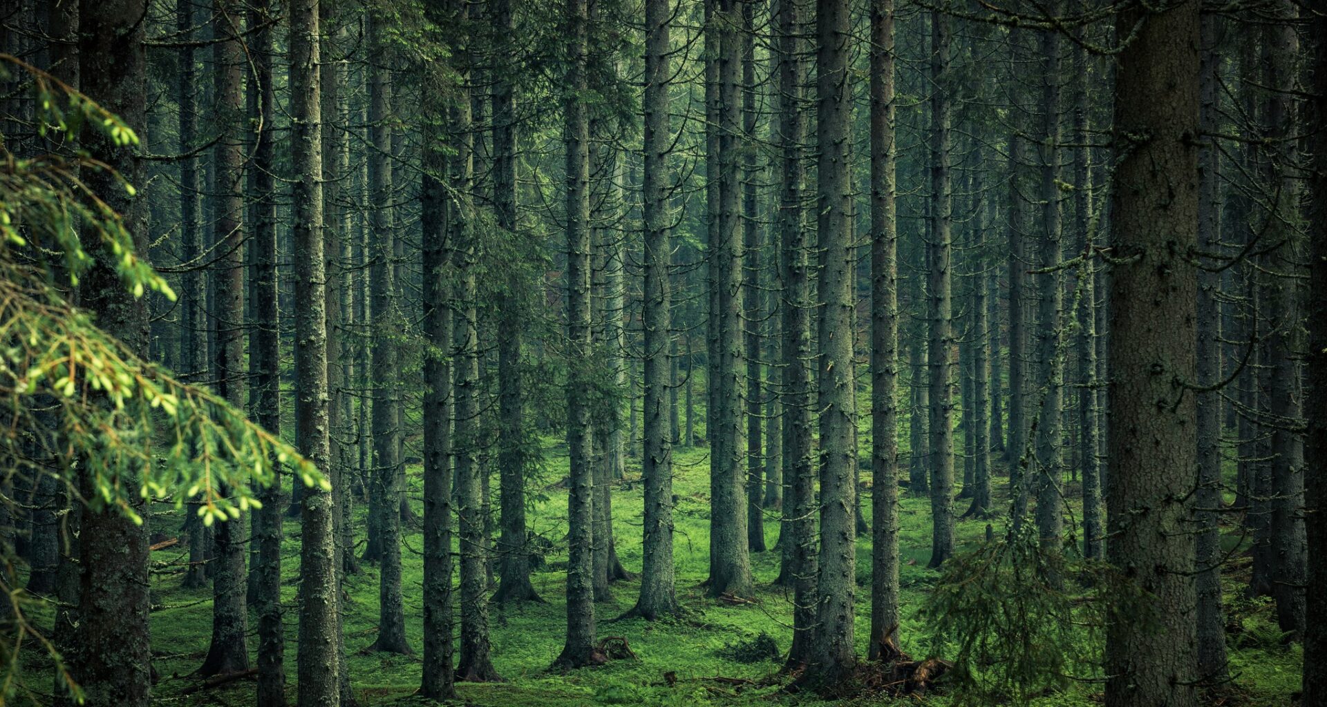 Uredba EUDR poenostavljena: manj birokracije za kmete in gozdarje, cilji ohranjeni