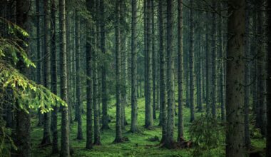 Uredba EUDR poenostavljena: manj birokracije za kmete in gozdarje, cilji ohranjeni