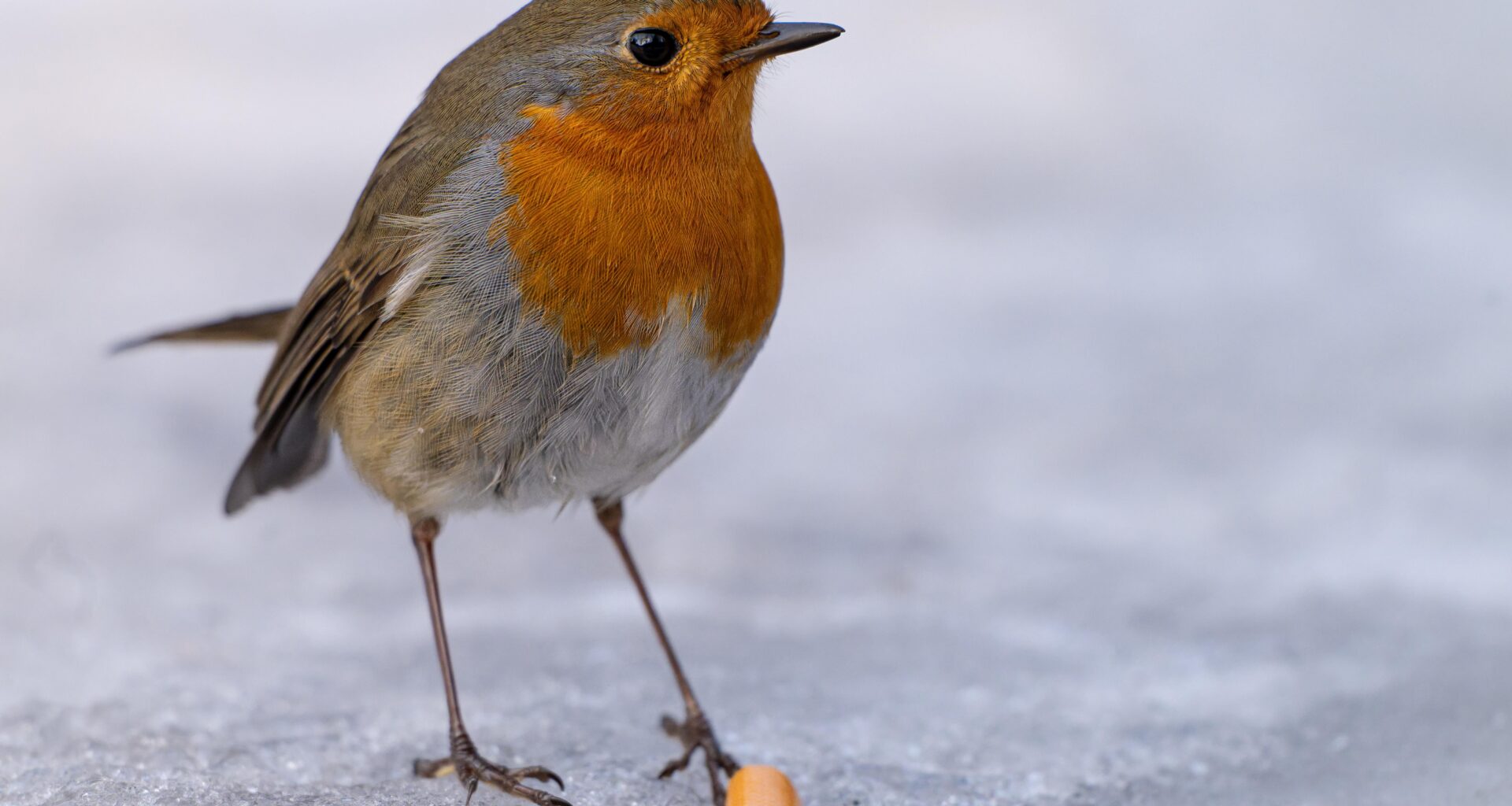 Rotkehlchen in der Raucherpause
