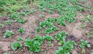 Erntesaison geht munter weiter