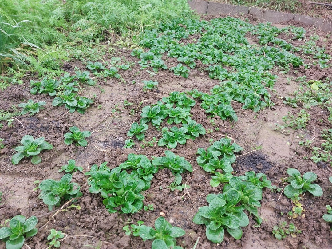 Erntesaison geht munter weiter