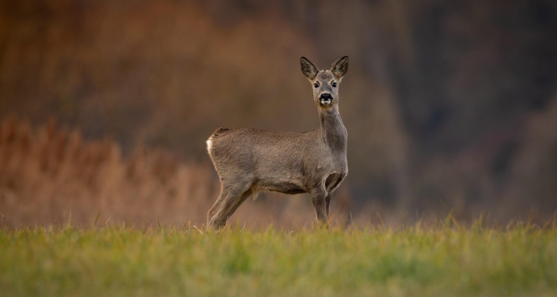 Schätze Ich bin aufgeflogen