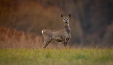 Schätze Ich bin aufgeflogen