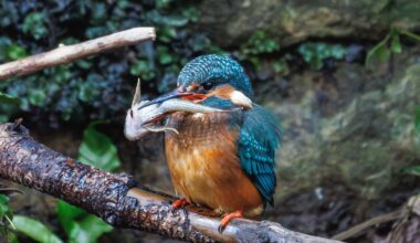 Wee lassie decided the chipper was a rip off.