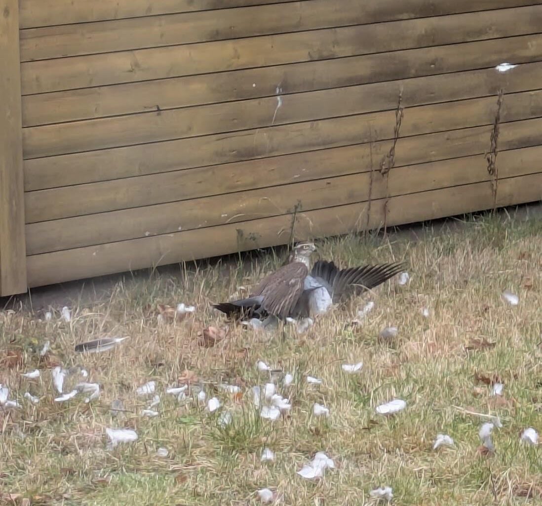 Welcher Greifvogel hat die Taube erwischt?