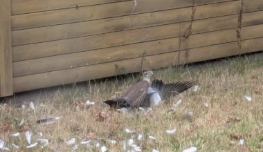 Welcher Greifvogel hat die Taube erwischt?