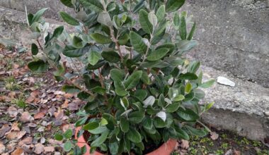 3 jährige Ananasguaven (Feijoa sellowiana)