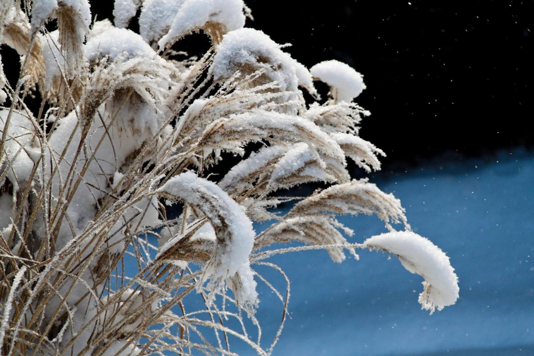 China-Schilf im Schnee