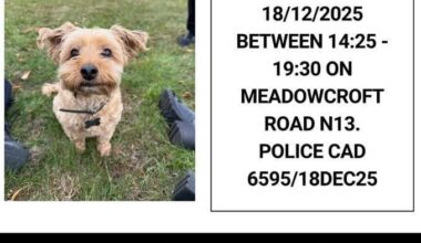Please help us, our elderly dog has been stolen from our home.
