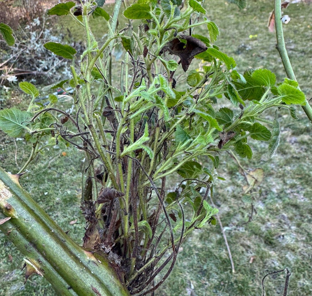 Komische Wucherungen an Brombeere