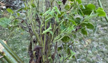 Komische Wucherungen an Brombeere